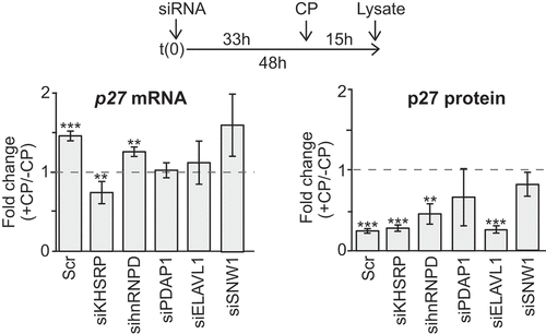 Figure 4. Knock-down of candidate RBPs affect p27 mRNA abundance upon CP treatment in HEK293 cells. (a) Cells were transiently transfected with siRNAs (siKHSRP, sihnRNPD, siPDAP1, siELAVL1, siSNW1) and Scr control oligos for 48 h and treated with 20 µM CP for the last 15 h. P27 mRNA levels of CP-treated (+CP) relative to untreated cells (-CP) was assessed by RT-qPCR and normalized to β-actin (left). P27 protein levels were quantified with immunoblots (right). Error bars represent SEM, n = 3. *P < 0.05, **P < 0.01, ***P < 0.001, two-tailed student’s t-test.