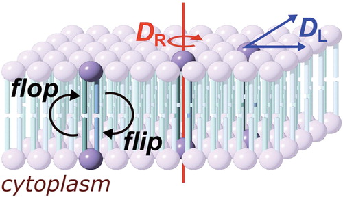 Figure 1. Diffusion processes of membrane molecules: transverse diffusion (interleaflet exchange; flip-flop), lateral diffusion (characterized by the coefficient DL) and rotational diffusion (characterized by the coefficient DR). This Figure is reproduced in color in Molecular Membrane Biology online.