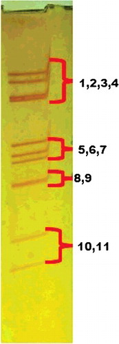 Figure 1. Migration pattern of genome segments (4-3-2-2) from Rotavirus C on RNA-PAGE.