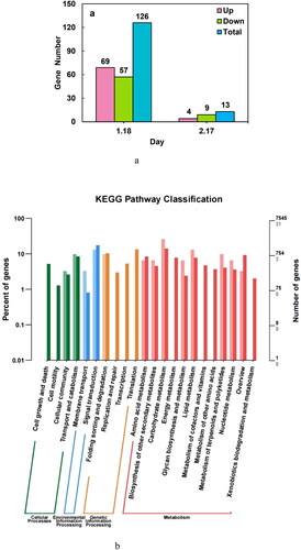 Figure 4. Bar plot of differentially expressed genes at 60 and 90 days after flowering (a) and KEGG enrichment analysis (b).