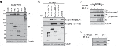 Figure 3. Overexpression of ORC stabilizes RFWD3. (a). Immunoblot analysis of whole cell extracts transfected with HA-RFWD3, along with vector or T7-tagged ORC/ORCA. “*” denotes T7-tagged ORC/ORCA. (b). Immunoblot analysis of whole cell extracts transfected with HA-RFWD3, along with vector or T7-tagged Orc2 WT and truncations. (c). Immunoblot analysis of whole cell extracts transfected with HA-RFWD3, in the absence or presence of T7-Orc2 and MG132. (d). Immunoblot analysis of whole cell extracts transfected with HA-RFWD3 WT or CA mutant, in the absence or presence of T7-Orc2