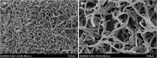 Figure 1 RADA16-I was evaluated by SEM and applied to 3D cell cultures. (A) and (B) are SEM images of RADA16-I peptide scaffold nanofibers, RADA16-I self-assembled to form crosslinked nanofiber grids, and its porosity was similar to that of the natural ECM.