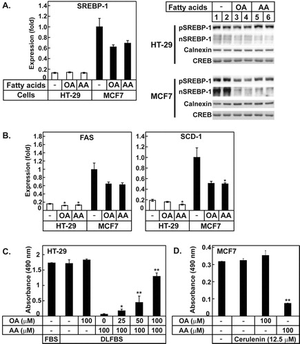 Figure 3. AA inhibited the expression of SREBP-1c and its target genes, and OA could rescue the AA mediated cell death in HT-29 cells. (A) The relative mRNA expression of SREBP-1c was determined by qPCR. The precursor form (pSREBP-1) and the active form of SREBP-1 (nSREBP-1) were determined using proteins prepared from the indicated cells. Calnexin and CREB are the loading controls for pSREBP-1 and nSREBP-1, respectively. (B) The relative expression levels of FAS and SCD-1 were determined by qPCR. The expression levels of these genes in MCF7 cells that were not treated with the fatty acids are defined as 1. The values represent the mean ± SE of 3 plates. * indicates p < 0.05 (Student’s t-test; compared to the untreated cells). (C) OA was added to the cells at the indicated concentrations in the presence or absence of AA and the MTT assay was performed. The values represent the mean ± SE of 4 wells. * and ** indicate p < 0.05 and p < 0.01, respectively (Student’s t-test; compared to cells cultured in DLFBS with 100 µM AA). (D) MCF7 cells were incubated with OA and AA in the presence of cerulenin and the MTT assay was performed. The values represent the mean ± SE of 4 wells. ** indicates p < 0.01 of Student’s t-test by comparison of cerulenin alone and cerulenin with AA).