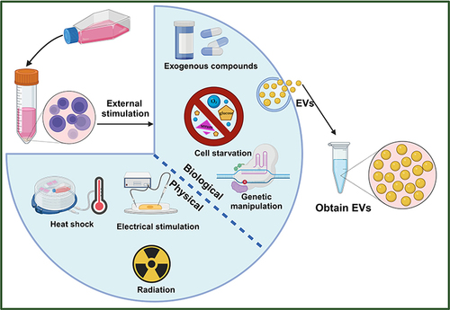 Figure 3 EVs are produced by different stimulation of the cells. External stimuli includes biological and physical methods. Biological methods include administration of cell starvation, genetic modification, exogenous compounds etc. Physical methods include heat shock, electrical stimulation, and radiation etc. Created with BioRender.com.