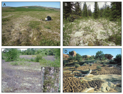 Figure 1 Lichens can be a predominant ground cover in various, diverse environments. (A) Lichens are one of the few types of vegetation capable of surviving in tundra and are found covering soil. Photographer: Daniel Ruthrauff (USGS). (B) In boreal forests, lichens form thick mats covering the soil. Photographer: Cephas. (C) Lichens in deciduous forest breaks can be found in abundance as ground cover, as seen on the mine tailings in the photo, or growing on trees as epiphytes (inset). Photographer: James Bennett (USGS). (D) Biological soil crusts (dark surfaces) form on desert soils and are composed of a community of organisms, including lichens. Photographer: Charles Schelz (National Park Service).