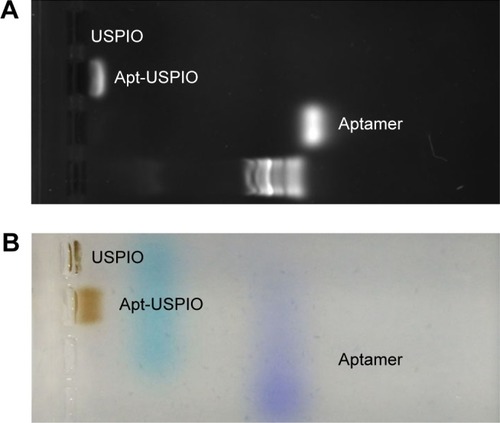 Figure 3 Electrophoresis tests. The (A) nucleic acid image and the (B) corresponding color photograph display different positions of aptamer (AP613-1), Apt-USPIO, and USPIO bands, representing their different speeds of migration to the anode with agarose gel electrophoresis.Abbreviations: Apt-USPIO, aptamer-mediated USPIO; USPIO, ultrasmall super-paramagnetic iron oxide.