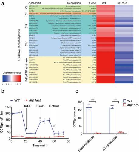 Figure 7. Deletion of the F1Fo-ATP synthase α subunit severely impairs OXPHOS. (a) the expression levels of etc proteins were determined using proteomic analysis. The bars of each group indicate the results of three separate experiments. A fold change>1.5 means statistically significant (P < 0.05). (b) After adding DCCD, FCCP and Rot/AA in sequence, the OCR of WT and atp1δ/Δ were evaluated. (c) the basal respiration and ATP produced by OXPHOS were calculated. The results from three separate trials were analysed by two-tailed unpaired student’s t test and presented as the mean ± SD. ***P < 0.001.