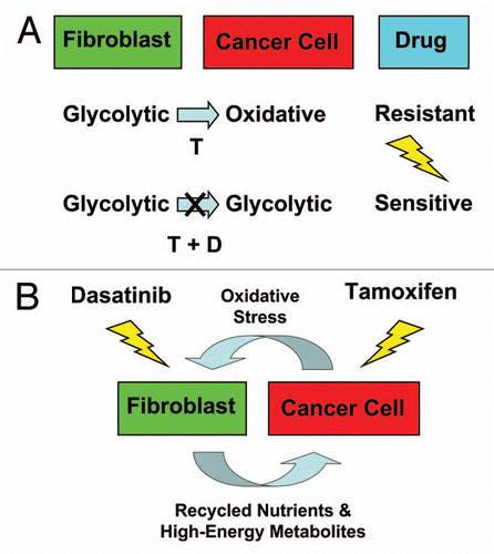 Figure 13 Understanding the metabolic basis of drug resistance: therapeutic induction of the Warburg Effect kills cancer cells. (A) In summary, our results indicate that MCF7 cells are sensitive to Tamoxifen (T), when they are cultured alone, and are metabolically glycolytic. However, MCF7 cells become resistant to Tamoxifen, when they are co-cultured with fibroblasts, and become oxidative (Upper). Thus, Tamoxifen-resistance may conferred by this metabolic shift in MCF7 cells from a glycolytic to an oxidative state, which is dependent on mitochondrial oxidative phosphorylation in cancer cells. As a consequence, we should be able to overcome Tamoxifen-resistance, by shifting MCF7 cells back to their glycolytic state. For this purpose, we developed a Tamoxifen-based drug combination that induces aerobic glycolysis (i.e., the Warburg Effect) in co-cultured MCF7 cells, resulting in their apoptotic cell death (Lower). As such, this drug combination (Tamoxifen + Dasatinib; T + D) is synthetically lethal with the “reverse Warburg effect” in ER(+) breast cancer cells. This new strategy for overcoming drug resistance should be generally applicable to many different types of cancer. The blue arrow indicates the direction of net energy flow, from fibroblasts to cancer cells, due to the “reverse Warburg effect.” (B) Targeting both the tumor stroma and epithelial cancer cells with a combination therapy. Cancer cells use oxidative stress as a “weapon” to extract recycled nutrients (via autophagy/mitophagy) and high-energy metabolites (via aerobic glycolysis) from adjacent stromal fibroblasts. Combination therapy with Tamoxifen plus Dasatinib may interrupt this vicious metabolic cycle, by simultaneously targeting both epithelial cancer cells and their “food supply,” the fibroblasts.