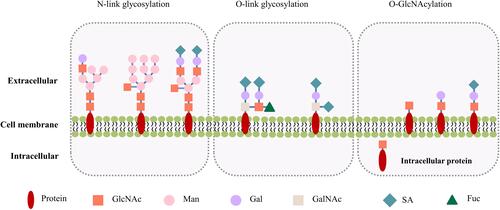 Figure 1 Illustration of the N- and O-link glycosylation, and O-GlcNAcylation. The structures and locations of the canonical N- and O-link glycosylation are compared to those of the non-canonical, cancer-specific O-GlcNAcylation. The N-link glycosylation involves complex combinations of mannose, galactose, and GlcNAc, with a common core composed of 2 GlcNAcs and 3 mannoses. The O-link glycosylation is initiated by the addition of a GalNAc group, and the sugar chains are extended by sequential addition of galactose, GalNAc and GlcNAc. N- and O-link glycosylation are often capped with negatively charged sialic acids. The O-GlcNAcylation is initiated by a GlcNAc, and can be further extended by addition of galactose and sialic acid. Note the intracellular as well as membrane location of O-GlcNAcylation.
