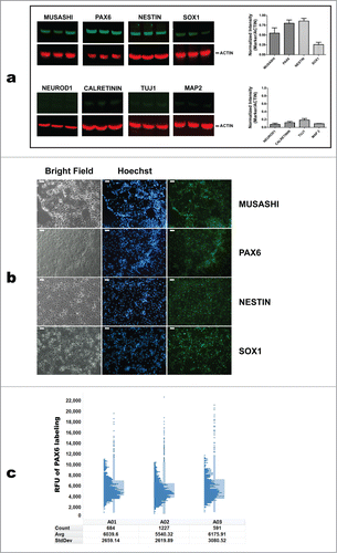 Figure 4. Characterization of iPSC-derived NSCs/eNPCs. (a) Left: Immunoblots showing the expression of markers specific for NSCs (MUSASHI, PAX6, NESTIN and SOX1), late NPCs (NEUROD1) and neurons (CALRETININ, TUJ1, and MAP2) in iPSC-derived NSCs/eNPCs. Right: Normalized expression of NSC markers. The data represent an average of 3 independent experiments. (b) Immunocytochemical analysis of iPSC-derived NSCs/eNPCs. Scale bar is 50 μm. (c) Quantification of PAX6 expression using High Content Analysis. RFU: relative fluorescence unit. A01-A03 denote biological replicates. The distribution of PAX6 labeling among NSCs/eNPCs is shown in the histograms. The histograms indicate RFU intensity in the vertical axis and number of cells at that intensity in the horizontal axis. The points outside the histograms indicate outliers. The tables below the histograms indicate the number of cells measured in the populations (Count), the average (Avg) and standard deviation (StdDev) of the overall PAX6 labeling in the population. Greater than 99% of the cells have PAX6 FITC levels above background. The average background level in the well is <400 gray levels. The minimum level in the cell is around 1,000 to 2,000. More than 99% of the cells show levels greater than 500.