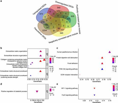 Figure 4. Intersection of genes obtained from different methods and enriched pathways. (a) intersection of differentially expressed genes (DEGs), gene modules having the strongest correlation with OA, and genes changing as a function of pseudotime. Positively correlated gene module: the gene module exhibiting the strongest positive correlation with OA. Negatively correlated gene module: the gene module exhibiting the strongest negative correlation with OA. Pseudotime DEGs: genes changing as a function of pseudotime. (b) top 10 upregulated gene ontology (GO) pathways ranked by q value. BP: biological process; CC: cellular component; MF: molecular function. (c) significant upregulated kyoto encyclopedia of genes and genomes (KEGG) pathways. (d)significant downregulated GO pathways. (e) significant downregulated KEGG pathways