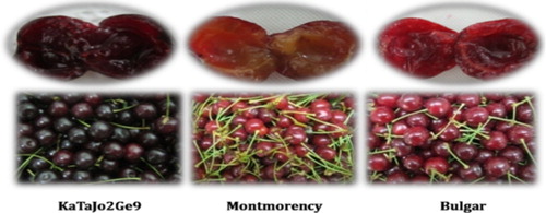 Figure 3 Visual appearances of the studied sour cherry genotypes. KaTaJo2Ge9 had the highest redness and total anthocyanin content.
