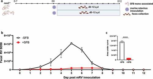 Figure 5. SFB colonization inhibits mRV infection independent of nos2. Conventional nos2−/− (nos2−/−) mice were inoculated or not with mono-associated SFB (40 mg/mL) seven-day prior to rotavirus inoculation. (a) Experiment approach. (b) ELISA measured fecal rotavirus shedding levels over time, normalized to sample weight. (c) Areas under the curve analysis of (b). Results are mean ± SD, N = 5 mice per group **** p < .0001.