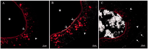 Figure 7. Laser scanning confocal microscopy in reflection mode on histological transversal sections at the level of small intestine of stage 46 X. laevis embryos. Control (A), and exposed to 25 mg Fe/L of ZVI NPs (B) and Fe3O4 NPs (C) embryos. Figure C is representative of an intestinal tract in which the nanoparticles have accumulated in the lumen. In treated embryos, NP reflection is visible in white color. (*) intestinal lumen; (>) brush border; (Display full size) basement membrane; (←) serous membrane of the abdominal cavity.