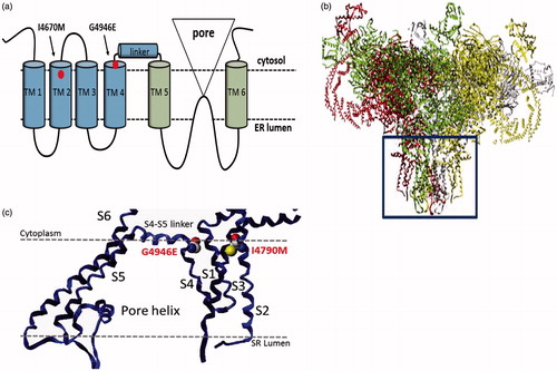 Figure 4. Structure of the insect ryanodine receptor and the location of resistance associated mutations. (a) Topology of the C-terminal domain of the insect RyR showing the six membrane spanning helices (TM1–6) with the positions of the two resistance mutations (I4790M & G4946E) that map to this region of the channel highlighted. (b) Shows a full model of the insect RyR based on the recently reported structure of a rabbit RyR, with the membrane domain (boxed) further magnified in (c) to show the close proximity of the resistance-associated mutations (adapted from (Steinbach et al., Citation2015)).