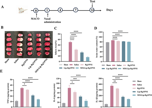 Figure 9 Cerebral ischemia treatment with different formulations 14 days in MCAO rats. (A) The experimental scheme. (B) Representative TTC staining images of coronal sections. (C) Quantified infarct ratio. (D) Quantified brain water content. (E) Expression of TNF-α, IL-6, and IL-10 in the ischemic brain after different treatment. The data were presented as the mean ± SD (n =3). ****p < 0.0001, ***p < 0.001, **p < 0.01, *p < 0.05.