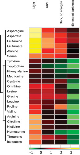 Figure 2. Changes in amino acid levels depend on the resource availability.Heatmap showing fold change (Log 2) in the amino acid levels after 1 h of treatment with 5 µM rapamycin or equal concentration of drug vehicle (in light, dark, and dark and no nitrogen experiments)Citation10 and after 4 h of the same treatment in extended dark experiment. Fold changes were calculated by dividing the mean of rapamycin samples (five replicates) with the mean of control samples (five replicates). The data for the first three experiments are obtained from the study by Perez-Perez et al.,Citation10 while the extended darkness experiment is conducted in the present study.