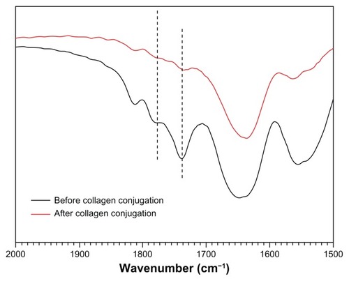 Figure 11 Fourier transform infrared spectra of N88-A4 copolymer with N-hydroxysuccinimide group before and after collagen conjugation.