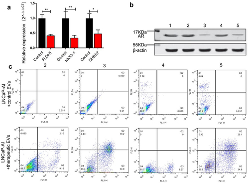 Figure 6. The therapeutic effect of engineered EVs on LNCaP-AI cells. (a) Expression of siRNA-targeted genes was measured by qRT-PCR. Black and red bars represent LNCaP-AI cells treated with control EVs (loading siRNA-NC) and engineered EVs (loading therapeutic siRNA mixture against FLOH1, NKX3 and DHRS7 genes), respectively. (b) Western blot analysis of AR protein expression. LNCaP-AI cells were treated with various engineered EVs groups as below. 1: untreated cells; 2: +engineered EVs loaded siRNA against FLOH1; 3: +engineered EVs loaded siRNA against NKX3-1; 4: +engineered EVs loaded siRNA against DHRS7; 5: +engineered EVs loaded siRNAs mixture against FLOH1, NKX3, DHRS7 in equal proportions. (c) Flow cytometry analysis of LNCaP-AI apoptosis after incubation with various engineered EVs grouped as (B).