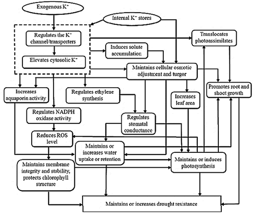 Figure 2. Role of K in enhancing tolerance to drought stress in plants (Adopted from Wang et al., Citation2013)