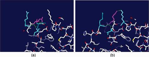 Figure 4. Local structure of the wild-type laccase and its variants. (a) The position of Gln367 and neighboring residues of the wild-type laccase (b) Gln-367-Arg.