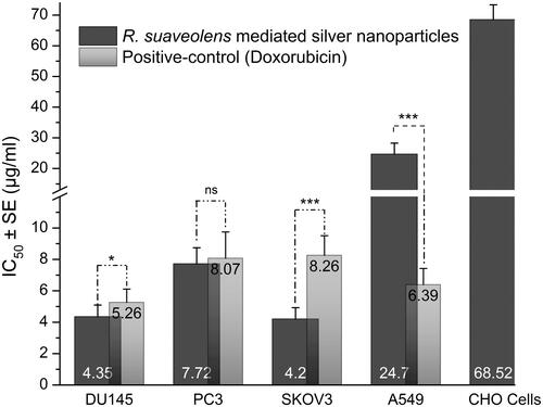 Figure 4. MTT assay results confirming the in vitro cytotoxicity effect of Rs-AgNPs against the different cancerous cell lines for 24 h. Data were expressed as mean ± SE of three independent experiments. Significant difference from positive control values, *p < .05, **p < .01 and ***p < .001. ns: non-significant.