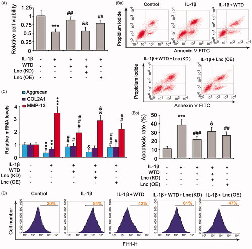 Figure 6. The protective effect of WTD against IL-1β is associated with LOC101928120. CHON-001 cells were treated with 10 ng/mL IL-1β alone or in combination with 1 μg/mL WTD. LOC101928120 was knocked down or overexpressed before the cell treatments. (A) Cell viability was evaluated by the MTT assay. (B) Apoptosis rate was evaluated by flow cytometry. (C) Aggrecan, COL2A1, and MMP-13 expression in chondrocytes was determined by PCR. (D) Intracellular ROS levels were evaluated by a DCFH-DA probe using flow cytometry. ***p < 0.001 vs. control group; #p < 0.05, ##p < 0.01, and ###p < 0.001 vs. IL-1β group. &p < 0.05 and &&p < 0.01 vs. IL-1β + WTD group.