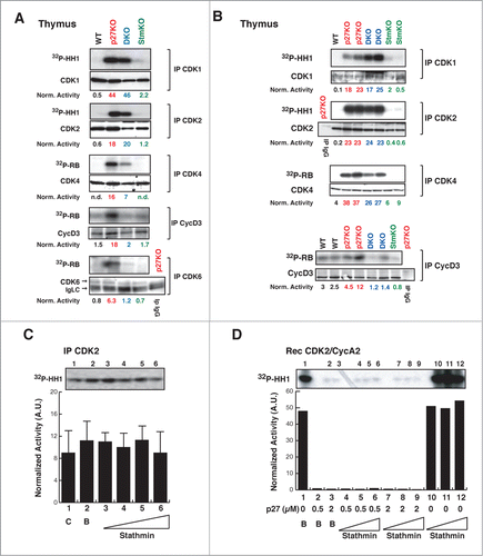 Figure 6. CDK4/6 activity is decreased in thymus from DKO mice. (A-B) Kinase activity (using 32P-HH1 or 32P-RB as substrates, as indicated) associated with the indicated immunoprecipitated (IP) proteins, from thymuses of WT, p27KO, DKO and StmKO FVB (A) and C57BL/6 (B) mice. Numbers at the bottom of the panels indicate the kinase activity normalized for the associated IP protein. (C) Kinase activity associated with the indicated immunoprecipitated (IP) proteins from lysates of exponentially growing SCC9 head and neck carcinoma cells, using histone H1 as substrate (32P-HH1). Lane 1 is the IP (C), lane 2 Is the IP with imidazole (B), lanes from 3 to 6 are IPs incubated with increasing doses of recombinant stathmin (0.25-0.5-1-2 μg), prior to immunoprecipitation. Values in the graphs represent the mean of 3 independent experiments +/− SD. Differences in kinase activity in the presence of stathmin are not statistically significant. On top of the graph, the kinase activity observed in a typical experiment is shown. (D) Kinase activity associated with recombinant CDK2/CycA2 complex, using histone H1 (32P-HH1) as substrate, in the presence of recombinant p27 (0-0.5-2 μg) without or with increasing doses of stathmin (0-0.65-1.3-2.6 μg). On top of the graph, the kinase activity is shown.