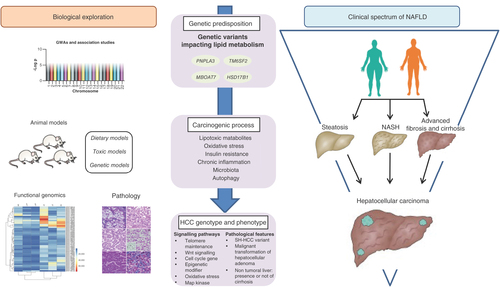 Figure 4. Overview of mechanisms implicated in progression of NAFLD toward hepatocellular carcinoma.