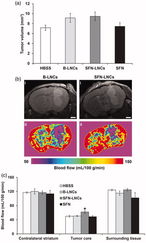 Figure 3. Effect of SFN-LNCs on tumor volume and perfusion in U87MG-bearing mice 4 days after treatment (D13). (a) Tumor volume distribution in each group, calculated from MRI images. (b) Perfusion MRI images of B-LNC- and SFN-LNC-treated U87MG glioma-bearing mice (scale bar = 1 mm). T2-weighted morphological images are shown in the top panels (i) and perfusion maps in the bottom panels (ii). (c) Graph showing blood-flow values in the tumor core, the surrounding tissue, and the contralateral striatum. Blood flow (mL/100 g/min) was measured by the ASL perfusion MRI method (*p <.05 for SFN-LNCs vs. HBSS, one-way ANOVA followed by Dunnett’s post hoc test for multiple comparisons).