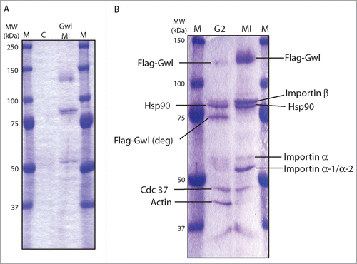 Figure 1. Identification of Gwl binding proteins. (A) Control oocytes or oocytes injected with mRNA encoding Flag-Gwl were incubated overnight, and then treated with progesterone, and monitored for entry into meiosis I (MI). Oocyte extracts were immunoprecipitated with anti-Flag antibody beads, which were then eluted with Flag-peptide as described in Materials and Methods. Eluates were applied to SDS-PAGE gel and stained with Imperial protein stain. Control, uninjected oocytes (C), Flag-Gwl-expressing oocytes at GVBD (Gwl MI), Prestained protein markers (M). (B) Like in panel A, G2 oocytes were injected with mRNA encoding Flag-Gwl and incubated overnight. Some oocytes were then treated with progesterone and monitored for entry in to meiosis I (MI). G2 and MI oocyte extracts were immunoprecipitated with anti-Flag antibody beads, and eluted with the Flag-peptide. Protein bands were excised from the SDS-PAGE gel and analyzed by MALDI-TOF mass spectrometry at the HHMI Mass Spectrometry Resource Laboratory. Identified proteins are shown. The molecular weight of prestained protein markers is indicated on the left.