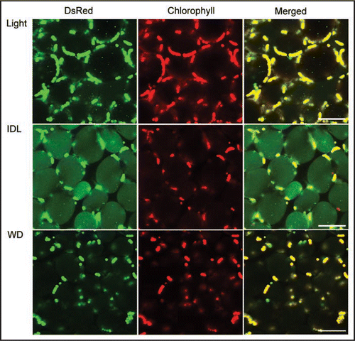 Figure 1 Visualization of stroma-targeted DsRed and chlorophyll autofluorescence in living mesophyll cells of wild-type plants by laser-scanning confocal microscopy. A excised control leaf (A, Light) and an individually darkened leaf (B, IDL) from plants grown under 14 h-photoperiod condition and a leaf from whole-plant darkened condition (WD, C) for 5days were incubated with 1 µM concanamycin A in 10 mM MES-NaOH (pH 5.5) at 23C° for 20 h in darkness. Stroma-targeted DsRed appears green and chlorophyll fluorescence appears red. In merged images, overlap of DsRed and chlorophyll fluorescence appears yellow. Small vesicles with stromal-targeted DsRed, i.e. RCBs, can be found in the vacuole (A, B). In IDL (B), massive accumulation of stroma-targeted DsRed is entirely seen in the vacuolar lumen and chloroplasts losing DsRed fluorescence are found in some cells. Bars = 50 µm.