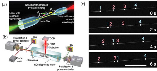 Figure 10. (a) Concept of selective optical manipulation and absorption spectroscopy of singe nanoparticles using counter-propagating light in a nanofiber. Nanodiamond particles are trapped by a gradient force arising from the evanescent field around the nanofiber, with their motion along the fiber controlled by the parameters of the two beams. (b) Experimental setup. (c) Selective transport of nanodiamond. As a result of the balance between the green and near-infrared lasers, the PDs (2 and 3) are pushed toward the left, and the NVNDs (1 and 4) are pushed toward the right. Only the scattering force acts on the PDs, whereas the absorption force additionally acts on the NVNDs to invert their direction of motion. (Reprinted with permission from Ref [Citation42].)