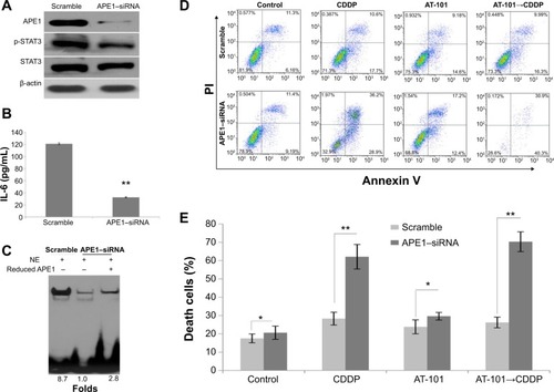 Figure 6 siRNA–APE1 enhanced cell death in A549 with sequential treatment of AT-101 and CDDP through inhibition of APE1 regulating IL-6/STAT3 signaling.