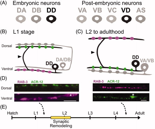 Figure 1. Dorsal D motor neurons undergo synaptic remodeling during early development. (A) (Left) The newly hatched L1 larva contains 3 classes of ventral cord motor neurons: DA, DB, DD. (Right) Five additional postembryonic motor neuron classes (VA, VB, VC, VC, AS) are added to the ventral cord during the L1 to L2 larval transition. (B) During the first larval stage (L1), DD motor neurons (black) provide output to body muscles at ventral presynaptic boutons (purple) and receive input from cholinergic DA/DB neurons (gray) through ACR-12 nACh receptors at postsynaptic terminals (green) on the dorsal side. Arrowhead points to commissure. (C) (Top) DD motor neurons (black) remodel to place presynaptic boutons (purple) on the dorsal side, and relocate postsynaptic terminals (green) to the ventral side for cholinergic input from VA/VB motor neurons (gray). Arrowhead points to commissure. D. DD presynaptic boutons labeled with mCherry::RAB-3 and DD postsynaptic terminals marked with ACR-12::GFP before in early L1 (Left) and after (Right) remodeling at L4 stage. Asterisk labels cell bodies. Scale bar = 10 µm. Images adapted from (He et al., Citation2015). (E) DD neurons remodel over a 4-6-hour period that spans the transition from the L1 to L2 larval stages (yellow).