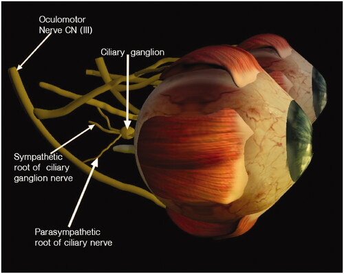 Figure 3. Samuel Dapaah – still from pupillary light reflex pathway animation – eyeball with oculomotor nerve (CN III).