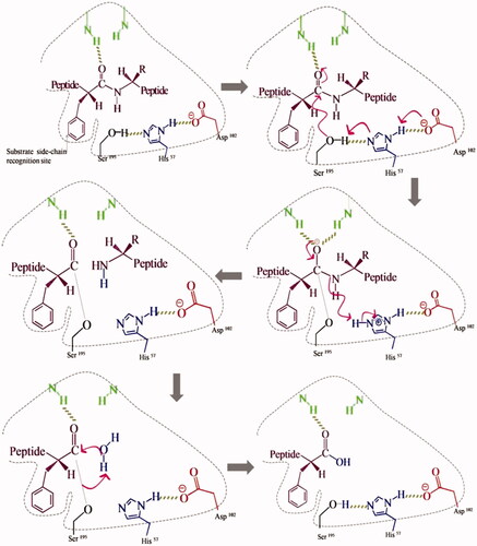 Figure 3. Catalytic mechanism of chymotrypsin.