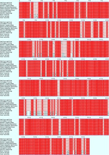 Figure 2. Multiple alignments of IGF2BP3 amino acid sequences among different species. Amino acids are presented in conventional single-letter code and numbered on the sequence. Amino acids that are identical among species are shown in white letters on a red background. Dashes indicate missing amino acids.