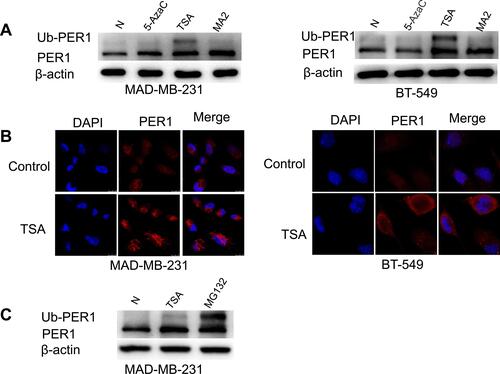 Figure 6 (A) The expression levels of PER1 in breast cancer cells were increased by trichostatin A (TSA) and MA2 treatment. (B) Immunofluorescence staining showed that TSA treatment markedly enhanced fluorescence intensity of PER1 expression in both MDA-MB-231 and BT-549 cells. (C) The expression of PER1 protein induced by TSA was further elevated by proteasome inhibitor MG132.