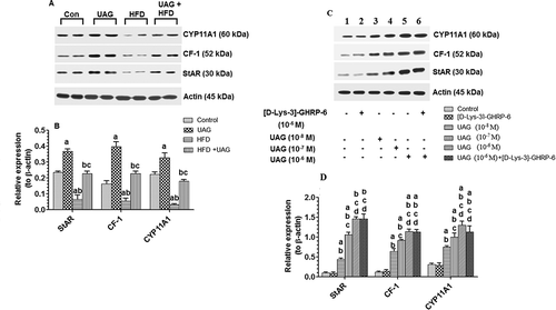 Figure 7. Effect of Unacylated ghrelin (UAG) on the in vivo and in vitro expression of major steroidogenesis genes. (A) Photomicrographs of protein expression of StAR, CF-1, CYP11A1 and the reference protein, β-actin, in the testis of all experimental groups as detected by western blotting. (B) Calculated average relative expression of protein levels of StAR, CF-1, CYP11A1 presented in graph A as normalized to their individual corresponding levels of β-actin. (C) Photomicrographs of protein expression of StAR, CF-1, CYP11A1 and the reference protein, β-actin, in the isolated testicular tissue after treatment with increasing concentrations of UAG (10−8–10−6 M) in the presence or absence of GSH-R1a antagonist, [D-Lys-3]-GHRP-6 (10−6 M). Lane 1: control cells incubated with the medium only; lane 2: cells incubated with [D-Lys-3]-GHRP-6 (10−6 M); lane 3: cell incubated with UAG (10−8 M); lane 4: cell incubated with UAG (10−7 M); lane 5: cell incubated with UAG (10−6 M), lane 6: cells incubated with both [D-Lys-3]-GHRP-6 (10−6 M) and UAG (10−6 M). (D) Calculated average relative expression of protein levels of StAR, CF-1, CYP11A1 presented in graph C as normalized to their individual corresponding levels of β-actin. For western blotting, equal protein samples (60µg) from each group were separated on nitrocellulose membranes. Statistical analysis between the various groups was done using a one-way ANOVA test, followed by Tukey’s t test. Data are expressed as mean ± SD of n = 6/group and values were considered significantly different at P < 0.05 were a:vs. STD, b:vs. STD+ UAG. c:vs. HFD. HFD: high-fat diet.