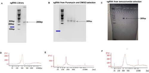 Figure 4. PCR amplification of sgRNA from the library, puromycin, DMSO and temozolomide-selected glioblastoma: (A–C) shows agarose gel pic of the sgRNA amplified from the library, puromycin, DMSO and temozolomide-treated cells. (D–F) shows electropherogram measurement of the amplified sgRNA from different conditions.