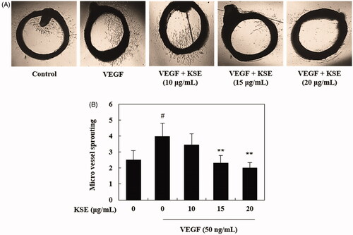 Figure 3. The effects of KSE on VEGF-induced microvessel sprouting ex vivo. (A) Aortic rings isolated from Sprague–Dawley rats were incubated on the matrigel-coated 96-well plates and treated with VEGF in the presence or absence of KSE. After incubation for 6 days, representative aortic rings were photographed (magnification, 200×). (B) Sprouts from rings were scored from 0 to 5 in double-blinded manner. Data values were expressed as mean ± SD of triplicate determinations. Significance of difference was compared with the control at #p < 0.05, and with VEGF group at **p < 0.01 by one-way ANOVA and Tukey’s multiple comparison.