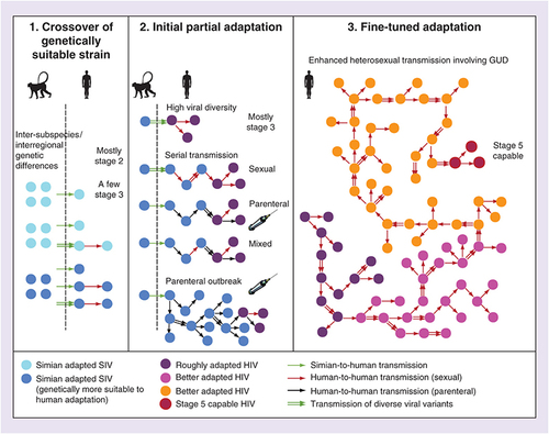 Figure 3. A three-step model for HIV adaptation and emergence.The three panels illustrate our proposed three steps in HIV adaptation and emergence. In Step 1, there is a simian-to-human transfer of SIV genetically suitable to adapt to humans. In Step 2, we outline several alternative (not mutually exclusive) processes potentially generating rough HIV adaptation. In Step 3, enhanced heterosexual transmission involving GUD produces a Stage 5 capable HIV strain.GUD: Genital ulcer disease; SIV: Simian immunodeficiency virus.