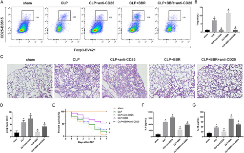 Figure 6 The protective effects of berberine (BBR) on acute lung injury (ALI) could be associated with Treg cells. Mice were injected intraperitoneally with anti-CD25 neutralizing antibodies 1 h before CLP to deplete Treg cells. (A) Representative flow cytometric images of the proportion of CD3+CD4+CD25+Foxp3+ Treg cells in the lungs of CLP-treated mice treated or not treated with BBR. The data are shown as the mean ±SEM in (B) (*P < 0.05 vs sham, #P < 0.05 vs CLP, and &P < 0.05 vs CLP+BBR; n = 6 per group). (C) Representative histopathological H&E-stained images (×100) of lung injury. Pathological changes, including alveolar edema, neutrophil infiltration, and hemorrhage. The histological scores are shown as the mean ±SEM in (D) (*P < 0.05 vs sham, #P < 0.05 vs CLP and &P < 0.05 vs CLP+BBR; n = 6 per group). (E) Observations of mice in the sham, CLP, CLP+anti-CD25, CLP+BBR and CLP+BBR+anti-CD25 groups (n = 15/group) once per day for seven days. The Kaplan–Meier (KM) method was used to determine the survival rate, and Log rank tests were conducted for comparisons. (F) and (G) The levels of IL-6 and IL-10 in the bronchoalveolar lavage fluid (BALF) were detected by ELISA (*P < 0.05 vs sham, #P < 0.05 vs CLP, and &P < 0.05 vs CLP+BBR; n = 6 per group).