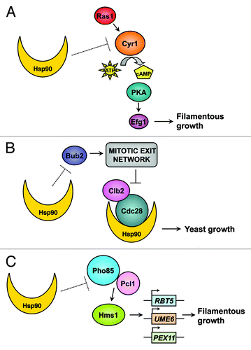 Figure 1. Hsp90's pleiotropic effects on morphogenetic circuitry. (A) Hsp90 regulates temperature-dependent morphogenesis via negative regulation of the cAMP-PKA signaling cascade. (B) Hsp90 interacts with the cyclin-dependent kinase Cdc28 and controls morphogenesis via the mitotic exit network pathways mediated by the checkpoint protein Bub2. (C) Hsp90 orchestrates C. albicans temperature-dependent morphogenesis via novel circuitry comprised of the cyclin-dependent kinase Pho85, the cyclin Pcl1 and the transcriptional regulator Hms1.