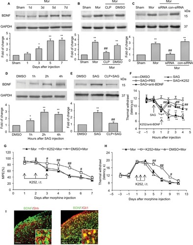 Figure 5 Shh signaling contributed to tolerance and MIH through regulating BDNF expression.