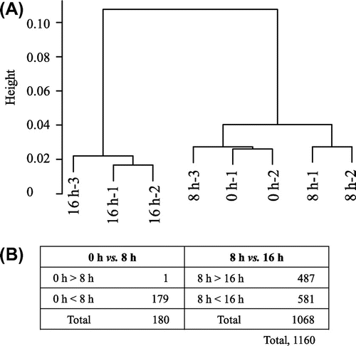 Fig. 6. Cluster dendrogram for genes expressed in the soybean.Notes: (A) Eight samples from 3 imbibition stages constructed using the pvclust function; (B) Number of differentially expressed genes extracted at fold change  > 5 as compared between 2 adjacent stages. The number of all differentially expressed genes, overlapping eliminated, was 1160.