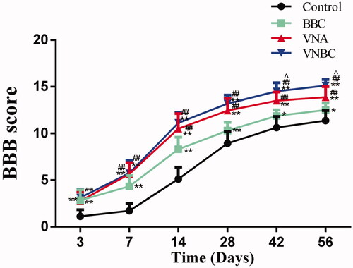 Figure 8. The line chart displays the BBB locomotor scores in Control, BBC, VNA and ABVN groups. Relative to Control group, rats underwent BBC, VNA or VNBC treatment achieved significantly higher scores at all time points post-injury (p < .01 or <.05). Comparisons reveal that the release of VEGF and NT-3 from the tissue-engineered scaffolds always associated with better locomotor recovery at all time points except Day 3 (p < .01). At days 42 and 56, the rats underwent VNBC scored significantly higher than those in VNA group with p < .05. **p < .01 versus Control group; *p < .05 versus Control group; ##p < .01 versus BBC group; ∧p < .05 versus VNA group.