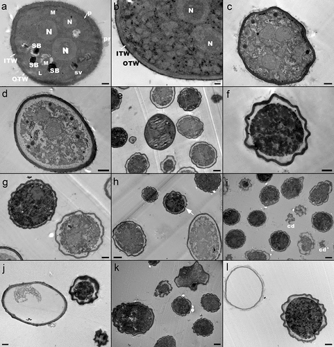 Figure 4. Transmission electronic microscopy images of Botrytis cinerea conidia exposed to aqueous ozone at different concentration and treatment times. (a,b) control; (c,d) 2.5 mg O3 L−1 −2 min; (e,f) 2.5 mg O3 L−1 −4 min; (g,h) 4.2 mg O3 L−1 −2 min; (i,j) 4.2 mg O3 L−1 −4 min; (k,l) 4.2 mg O3 L−1 −14 min. Scale: a, b, c, 0.5 µm; d, f, g, l, 1 µm; e, h, i, j, k, 2 µm. ITW: inner wall; OTW: outer wall; pr: surface protuberance; p: plasmalemma; N: nuclei; L: lipid body; SB: storage body; SV: stellate vacuole; cd: cell debris. The arrow indicates broken cell wall (H).