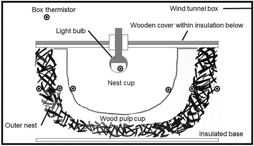 Figure 1. Diagrammatic illustration of the experimental set up showing the positioning of thermistors (black/white circles) within the nest wall (shown in section). Wires from each thermistor to the electronic thermometer are not shown. Modified from Deeming and Jarvis (Citation2022).